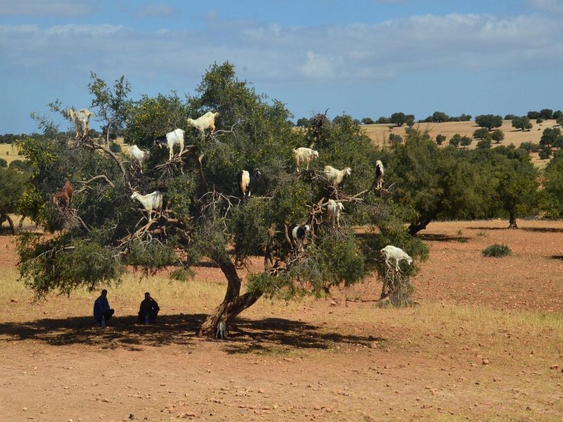 AIT BEN HADOU