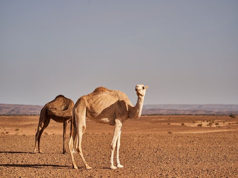 3 days tour from Marrakech to Merzouga